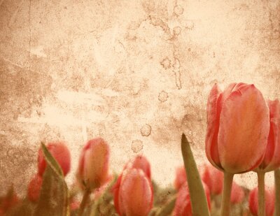 Tableau  Image âgée de tulipes