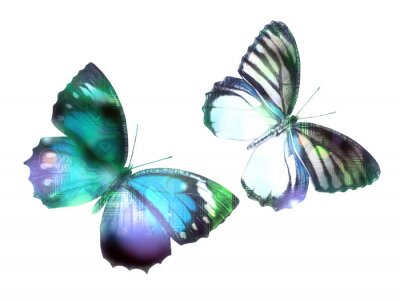 Image graphique papillons