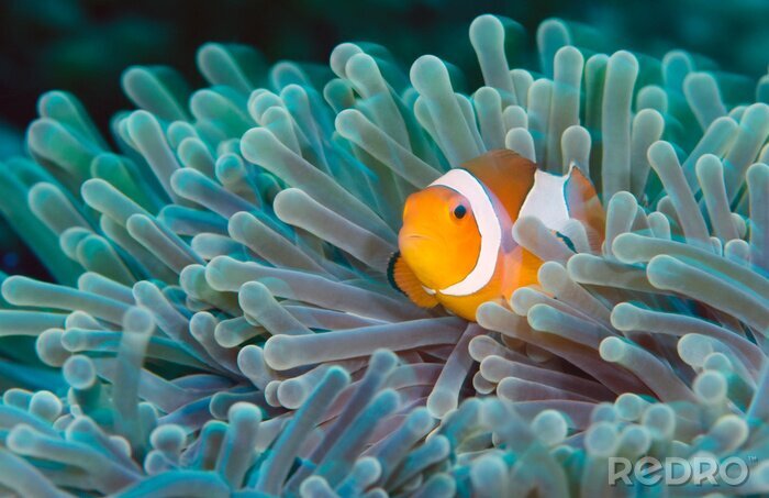 Tableau  Incredible underwater world - Nemo fish. Macro photography.