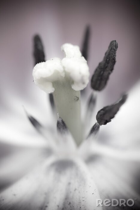 Tableau  Intérieur de fleur
