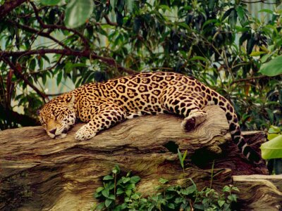 Tableau  Jaguar dormant dans un arbre