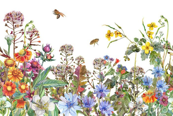 Tableau  Jante sans couture. Bordure aux herbes et fleurs sauvages, feuilles. Illustration colorée botanique sur fond blanc. Composition d'été avec des abeilles. Dessin à l'aquarelle