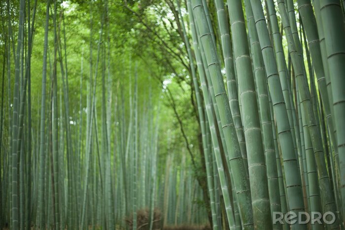 Tableau  Japonaise, bambou, forêt, Kyoto
