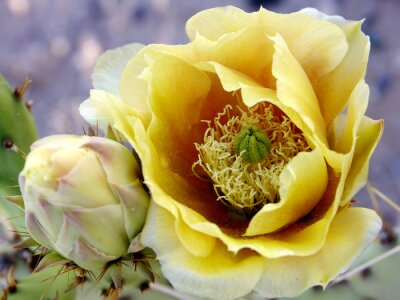 Tableau  jaune castor fleur de cactus gros plan
