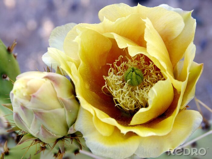 Tableau  jaune castor fleur de cactus gros plan
