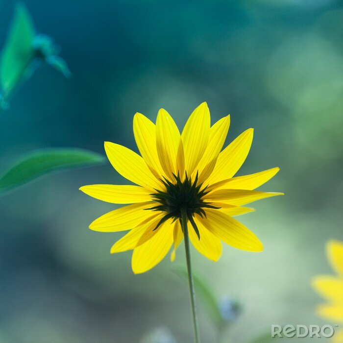 Tableau  Jaune échinacée (Echinacea paradoxa)