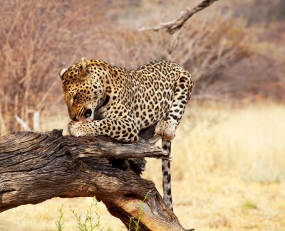 Tableau  Jeune animal sauvage de safari