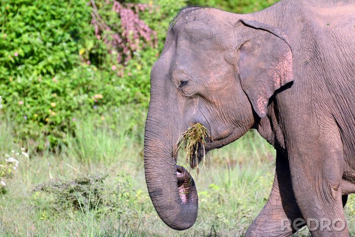 Tableau  Jeune éléphant sri lankais dans le parc national Uda Walawe, Sri Lanka. Asie.