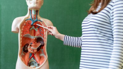 Tableau  Jeune enseignante en classe de biologie, enseignant l'anatomie du corps humain, en utilisant un modèle de corps artificiel pour expliquer les organes internes. Doigt pointant vers le système des vaiss