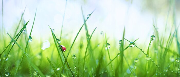 Tableau  Jeune herbe fraîche et juteuse en gouttelettes de rosée du matin et une coccinelle en été au printemps sur une macro de la nature. Gouttes d'eau sur l'herbe, papier peint naturel, vue panoramique, flo