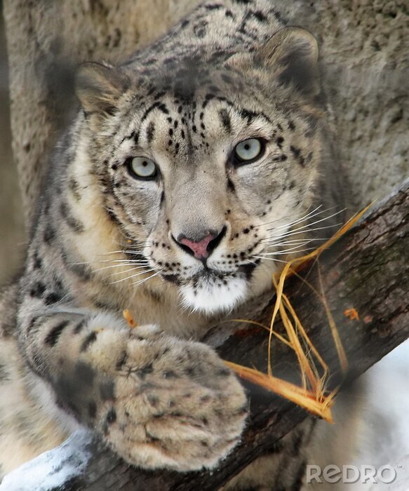 Tableau  Jeune léopard