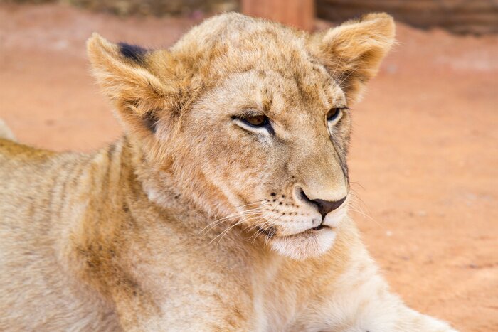 Tableau  Jeune lionceau