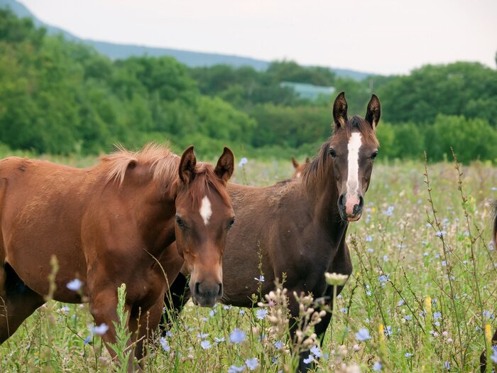 Tableau  Jeunes animaux dans le pré