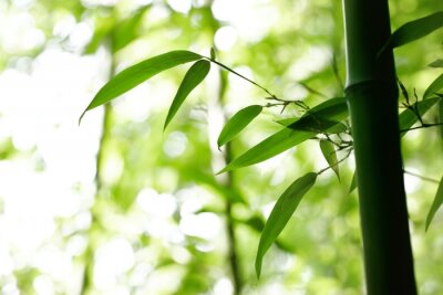 Jeunes feuilles de bambou