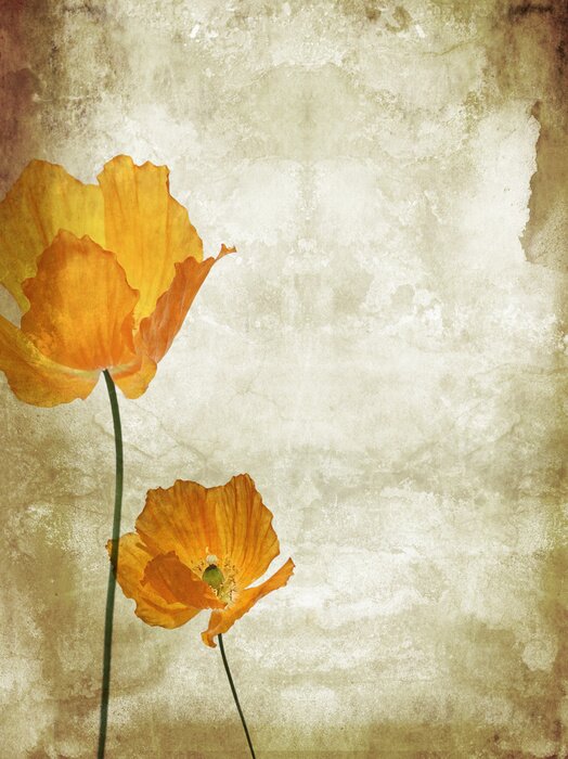 Tableau  Jolie, orange, coquelicots grungy fond