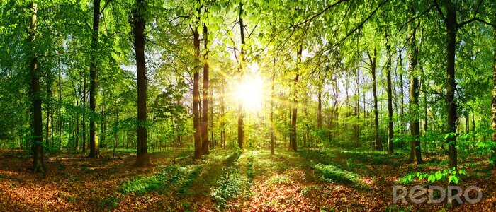 Tableau  Journée d'été dans la forêt