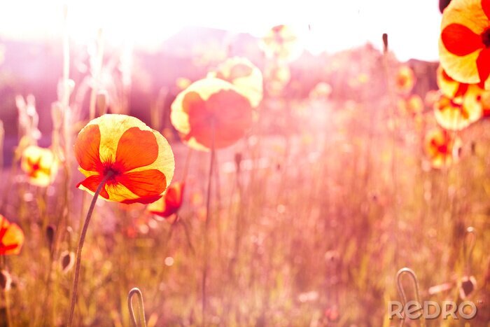 Tableau  Journée ensoleillée et nature