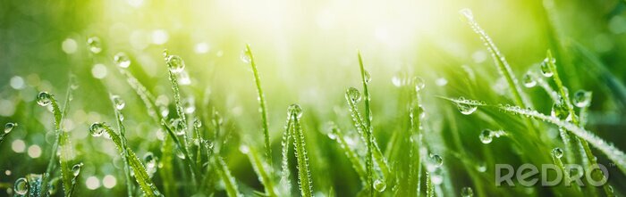 Tableau  Juicy lush green grass on meadow with drops of water dew in morning light in spring summer outdoors close-up macro, panorama. Beautiful artistic image of purity and freshness of nature, copy space.