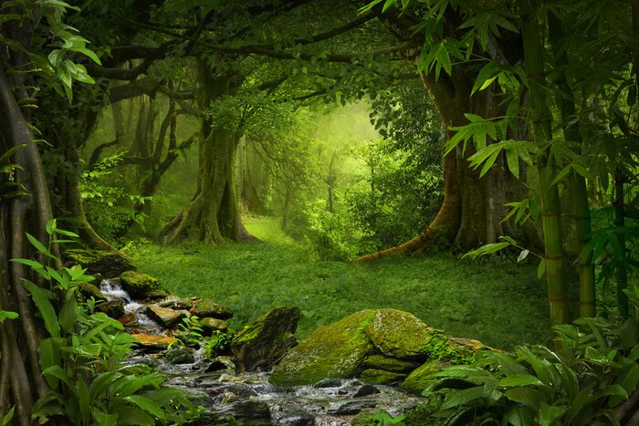 Tableau  Jungle à feuilles persistantes