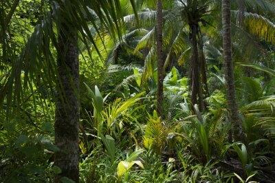 Tableau  Jungle de bananiers et de palmiers