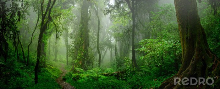 Tableau  Jungle de la forêt tropicale