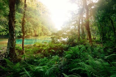 Jungle maya mystérieux dans le parc national de Semuc Champey Guate