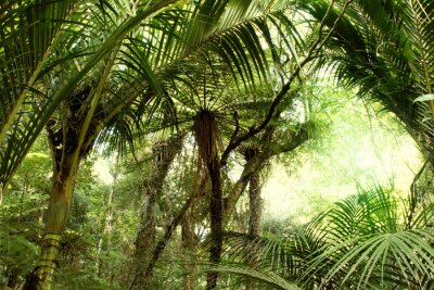 Jungle tropicale dense aux couleurs vertes