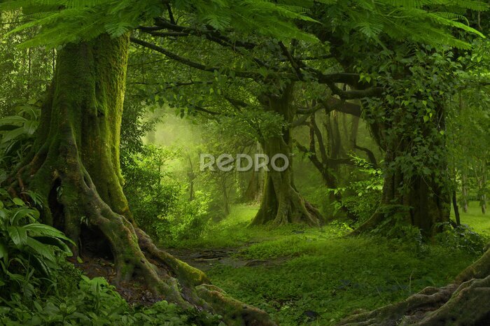 Tableau  Jungle tropicale en Asie du Sud-Est