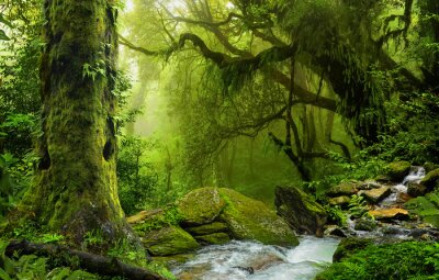 Jungle verte et un ruisseau