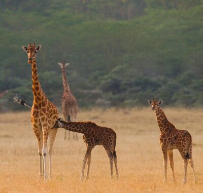 Kenya. Tanzanie. Afrique de l'Est. Une excellente illustration.