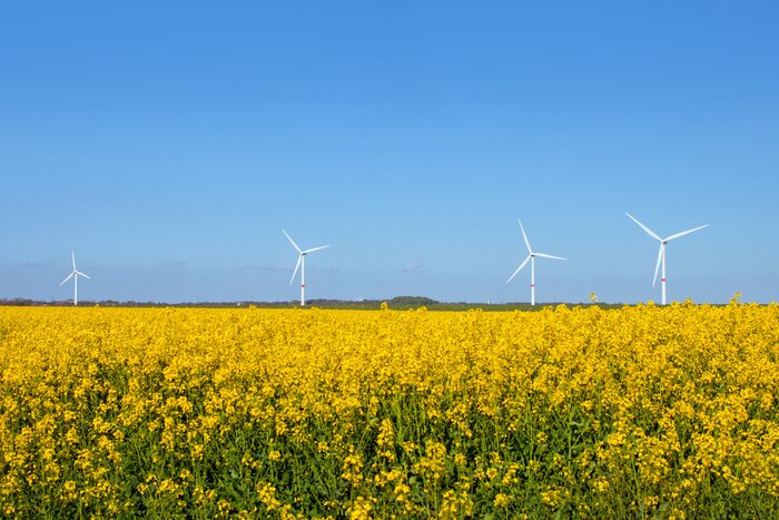 Tableau  L'énergie éolienne et le viol