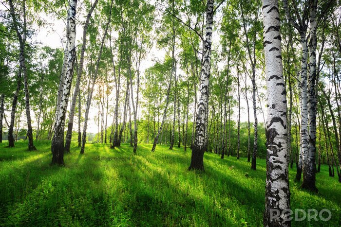 Tableau  L'été dans la forêt de bouleaux ensoleillée
