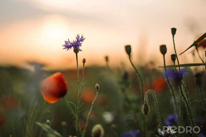 Tableau  L'été dans une prairie pleine de fleurs