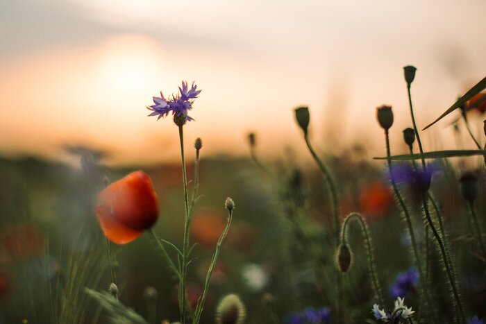 Tableau  L'été dans une prairie pleine de fleurs