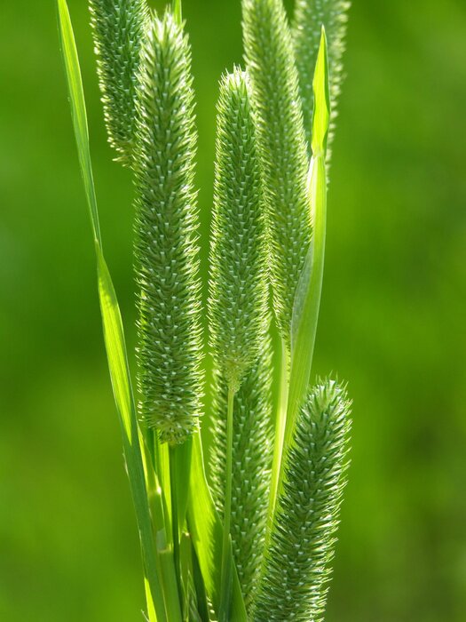 Tableau  L'herbe verte