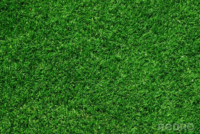 Tableau  L'herbe verte vue d'en haut
