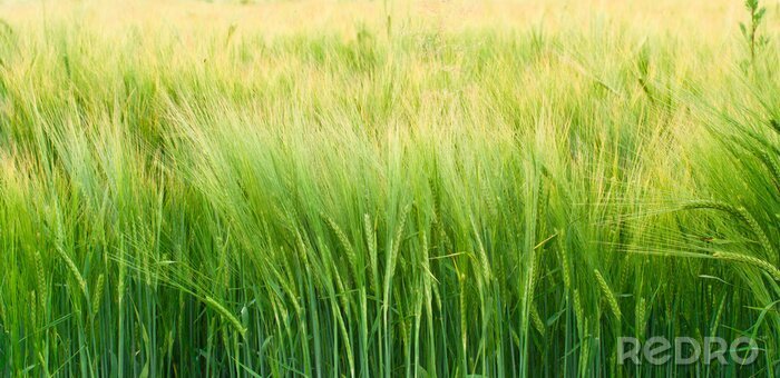 Tableau  L'orge verte et la nature