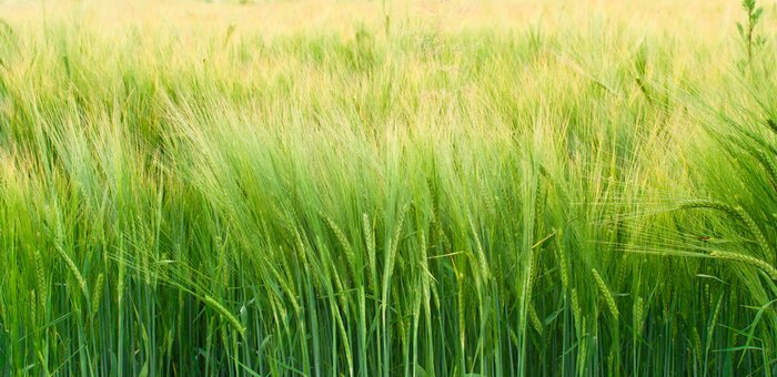Tableau  L'orge verte et la nature