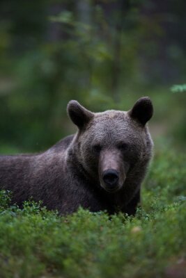 L'ours brun se détendre dans une forêt
