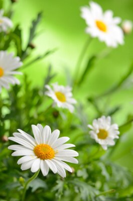 La beauté de la nature