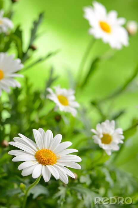 Tableau  La beauté de la nature