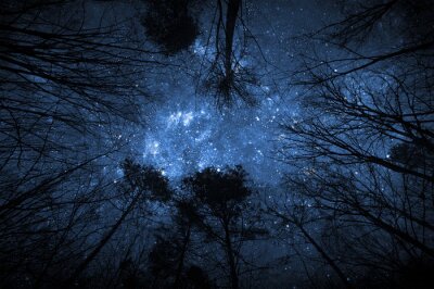 Tableau  La disposition des étoiles sur la forêt