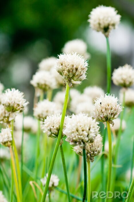 Tableau  La fleur de ciboulette dans la nature