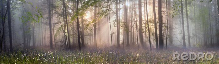 Tableau  La forêt à l'aube
