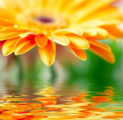 La grande fleur se reflète dans l'eau