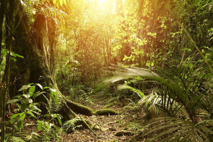 Tableau  La jungle dans la lumière du soleil