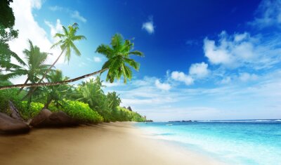 La mer de sable et de palmiers