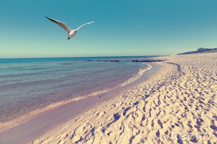 Tableau  La mer des mouettes et la plage de sable