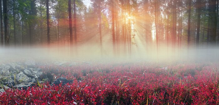 Tableau  La nature à l'aube