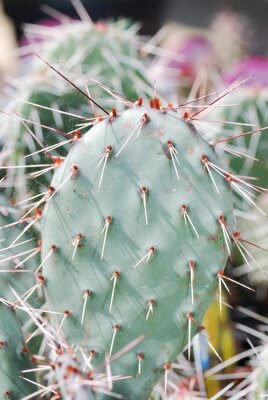 La nature comme cactus